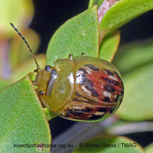 Species image