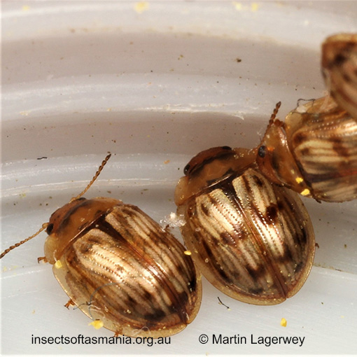 Species image