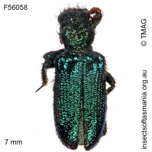 Species image