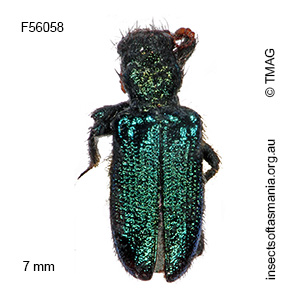 Phlogistus corallipes
