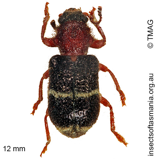 Species image