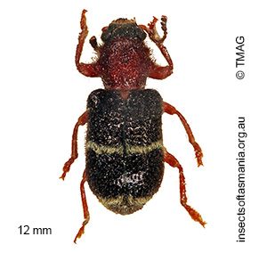Parapylus bicinctus