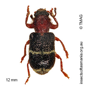 Parapylus bicinctus