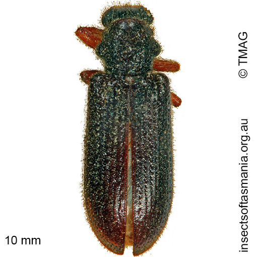 Species image