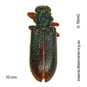 Pylus fatuus