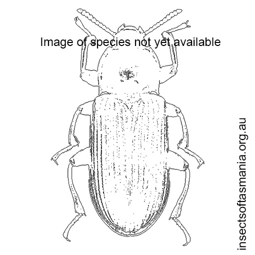 Species image