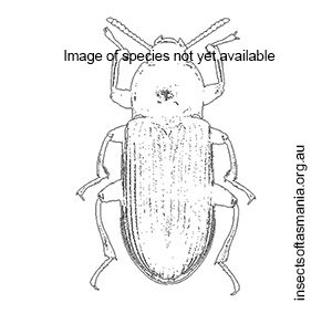 Achthosus westwoodi