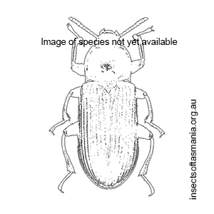 Scolytocaulus brevis