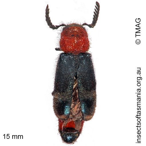 Species image