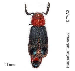 Tenerus abbreviatus