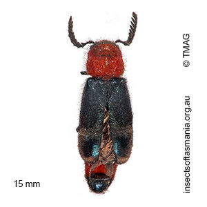 Tenerus abbreviatus