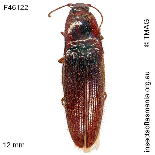 Species image