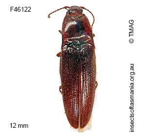 Toorongus jugulatus