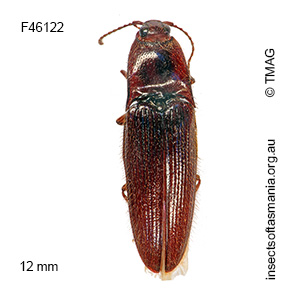 Toorongus jugulatus