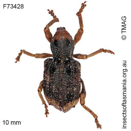 Species image
