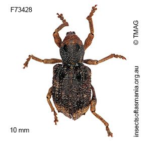 Aades cultratus