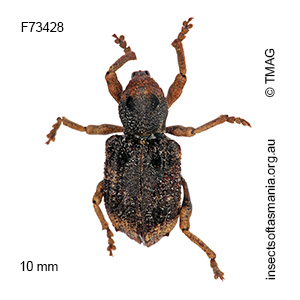 Aades cultratus