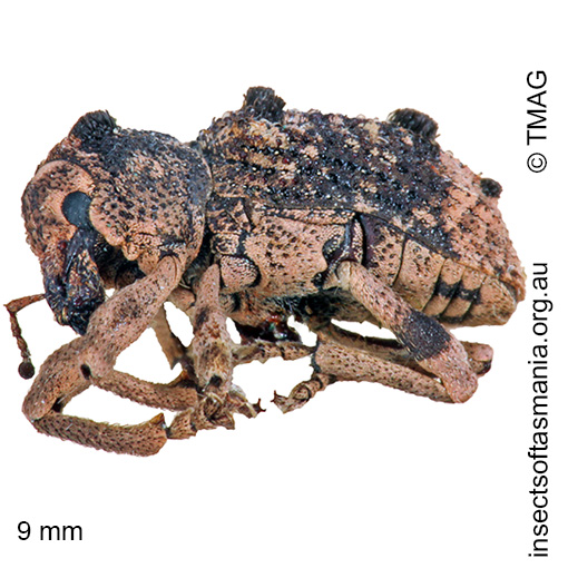 Species image
