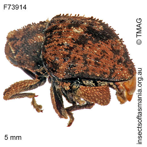 Species image