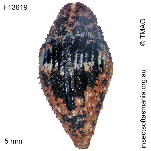 Species image
