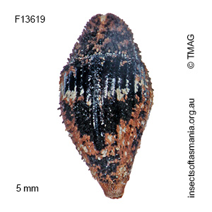 Ampagia femoralis