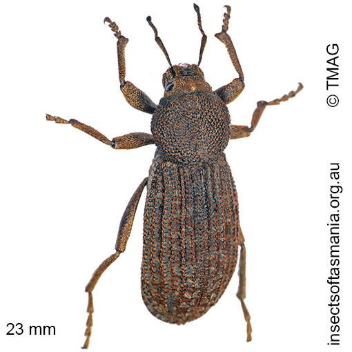 Species image