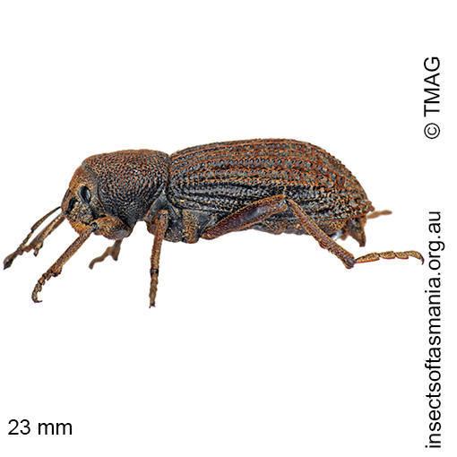 Species image