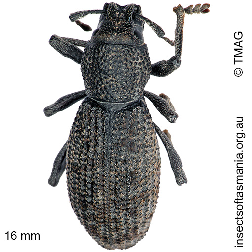 Species image