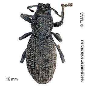 Amycterus tomentosus