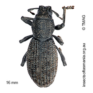 Amycterus tomentosus