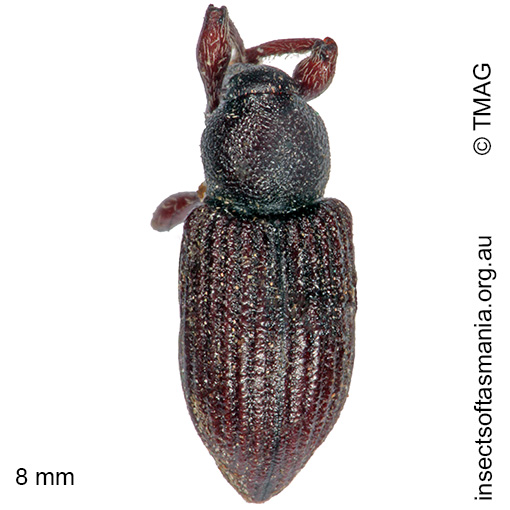 Species image