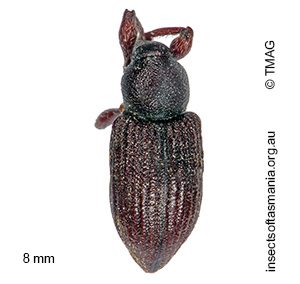 Aoplocnemis phalerata