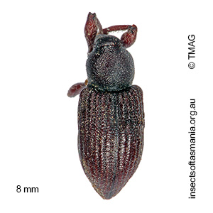 Aoplocnemis phalerata