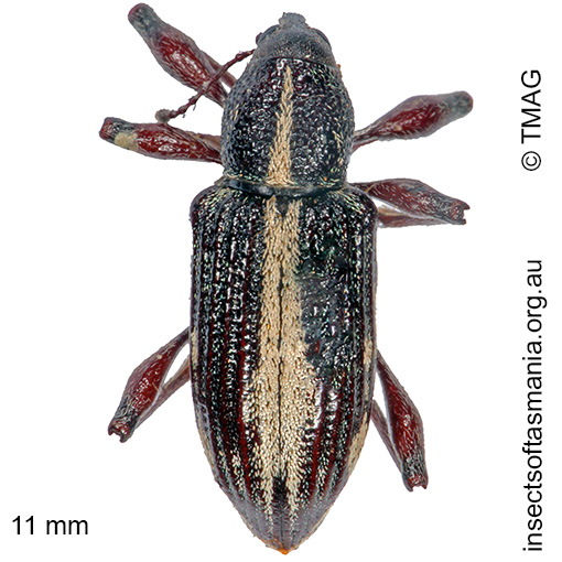 Species image