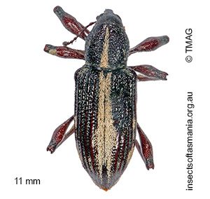 Aoplocnemis rufipes