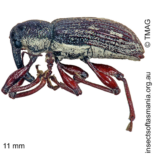 Species image