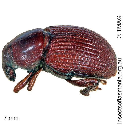Species image
