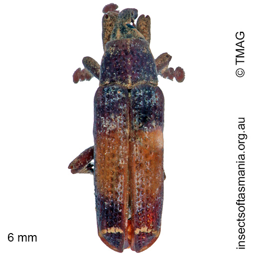 Species image