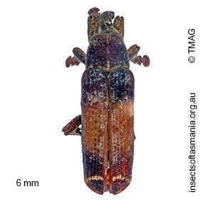Atelicus atrophus