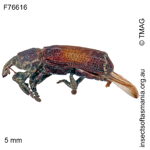 Species image