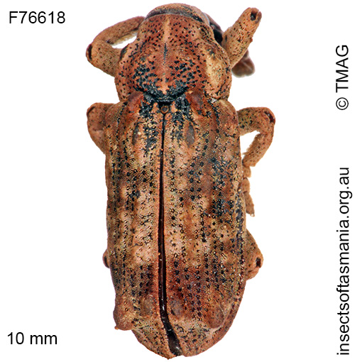 Species image
