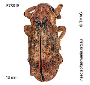 Atelicus brevicornis