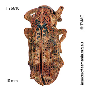 Atelicus brevicornis