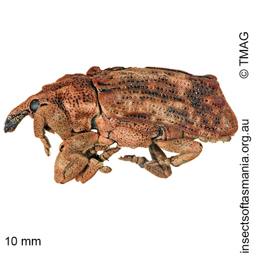Species image