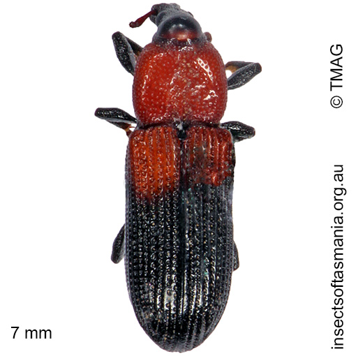 Species image