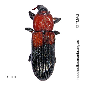 Cossonus praeustus