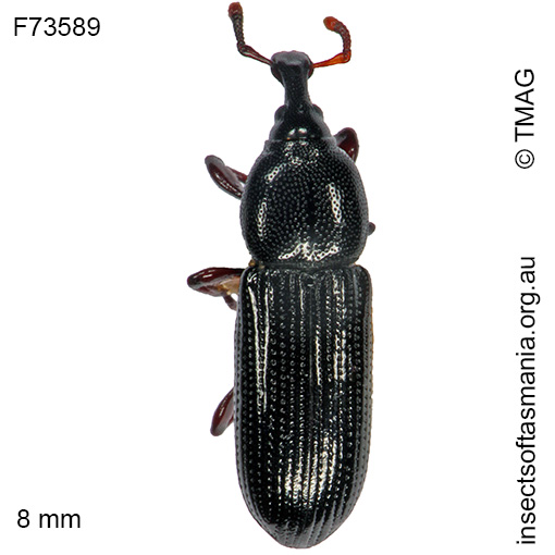 Species image