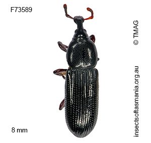 Cossonus simsoni