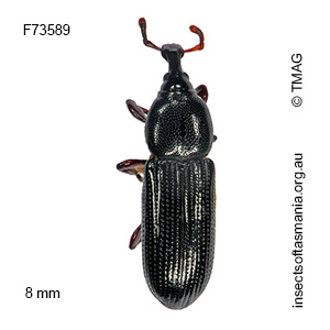 Cossonus simsoni