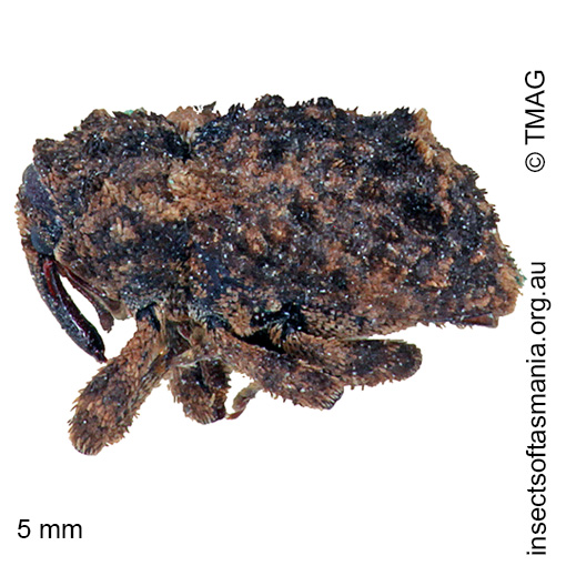 Species image
